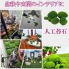 Sugarello Artificial Moss Moss Moss Fake Artificial Potted Garden Garden Decorative Artificial Moss Stones 18 Pieces Plants, Terrariums, Balls,