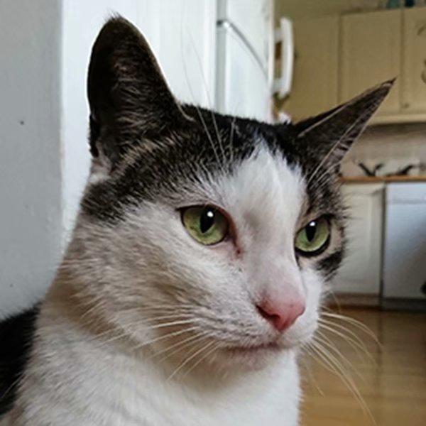 

DIY 5D круглая алмазная картина кошка вышивка крестиком домашний декор Full Round 20x20CM