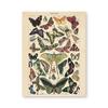 Vintage-Leinwandgemälde mit Gemüse, Früchten, Pilzen, antike Wandkunst, botanische Bilder, wissenschaftliche Poster und Drucke, Heimdekoration
