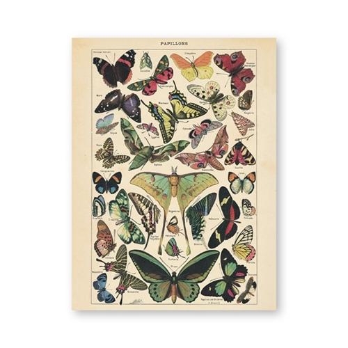 

Винтажная картина на холсте с овощами, фруктами и грибами, античная настенная живопись, ботанические картины, научные постеры и принты, домашний декор 21cm×30cm NoFrame