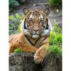 5D DIY Diamond Painting Animal Rhinestone Tiger Diamond Embroidery Wall Art Picture Mosaic Home Decoration Handmade Gift Kit