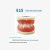 Children's Dental Teaching and Brushing Practice Model