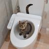 Funny Cat Toilet Lid Decal Waterproof WC Sticker Removable Self-Adhesive Decor Household Stickers S505