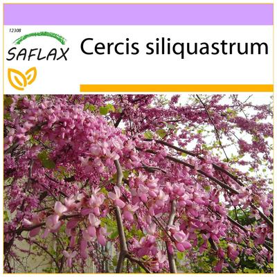 Árbol de los Enamorados - 60 semillas - Cercis siliquastrum