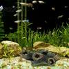 Non-toxic Fish Tank Ornament Decaying Trunk Aquarium Hide, Decorative Betta Hideout, with Multiple Holes Hide And Caves, Resin Log Hideout Cave