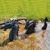 Dragon Sculptures Resin Giant Lawn Sculpture Gothic Fantasy Dragon Figures Art Garden Patio Lawn Statues Decoration