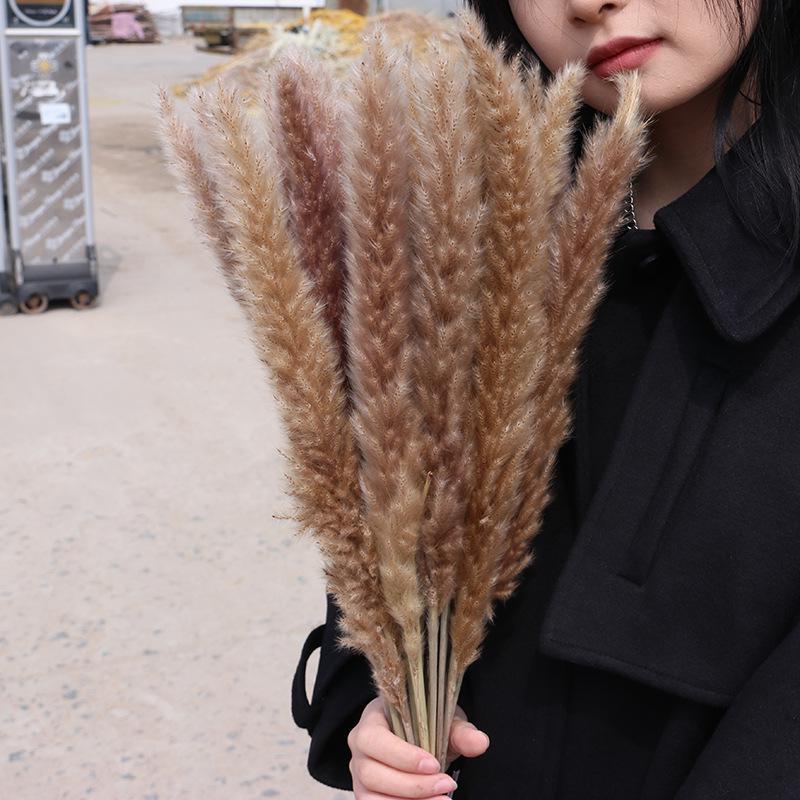 Preserved Small Dried Reed Rabbit Tail Flower Bouquet