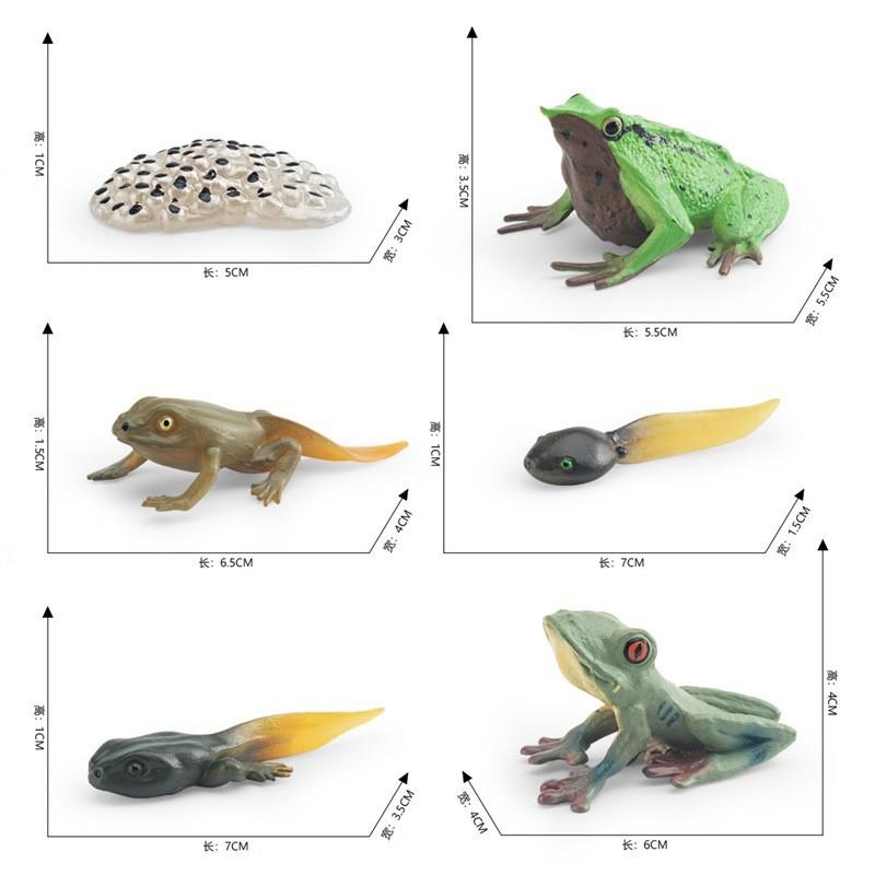 Detailed Darwin Frog Growth Cycle Model Ideal For Educational Display And Learning