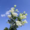 Large Size Artificial Lisianthus Flowers Silk Material Artificial Flowers Artificial Eustoma Grandiflorum Roses with Leaves