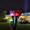 Pailide LED Solar Tulip Garden Lights, 5-Pack