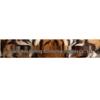 A194 3D Cat Eye Windshield & Rear Window Sunshade Sticker Decoration
