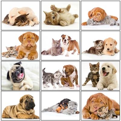 5D DIY Full Round/Square Diamond Painting Dog Cat Cute Animal Rhinestone Embroidery Cross Stitch Mosaic Home Decoration Gifts Painting