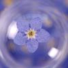 DIY Natural Candle Making Jewelry Forget-Me-Not Pressed Flower Dried Flowers Don't Forget Me