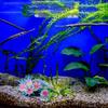 Silicone Artificial Coral Soft Aquatic Plants Fish Tank Landscaping  Underwater Decor