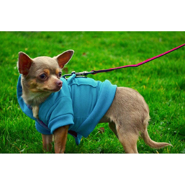 Automatic Dog Leash Blue 3m - Strong and Comfortable to Use up to 11kg