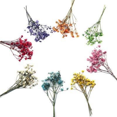 12 Pièces Usage Large Léger Mode Éternel Souffle de Bébé Fleurs Séchées Bouquets Gypsophile Séché