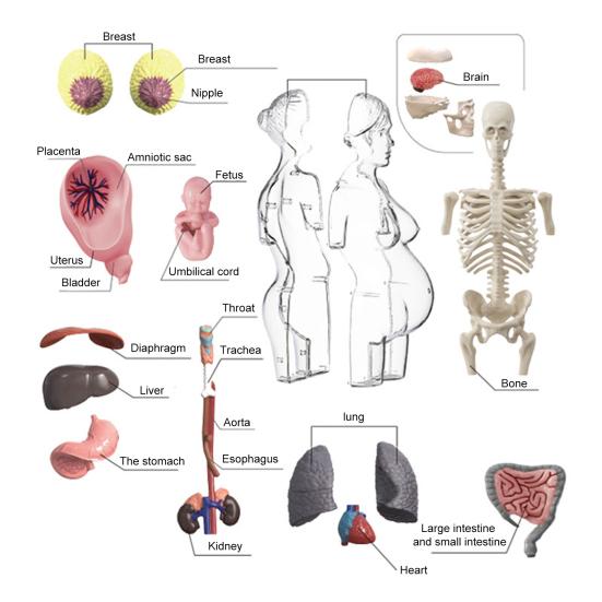 Transparent Pregnancy Model 4D Vision Human Anatomy Torso Model Medical Collectible Figure with Fully Detachable Organs for Students Professionals