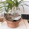 Plant Watering Bulbs 4pcs 500ml Clear Automatic Water Globes Drip Irrigation Device with Lid for Potted Succulents Vacation