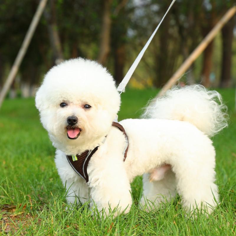 Pet Chest Strap Vest Type Breathable Dog Cat Leash Reflective Walking Dog Rope Pet Supplies