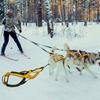 Reflective Dog Sledding Harness Adjustable Pet Training Pull Strength Strap  Skijoring Scootering