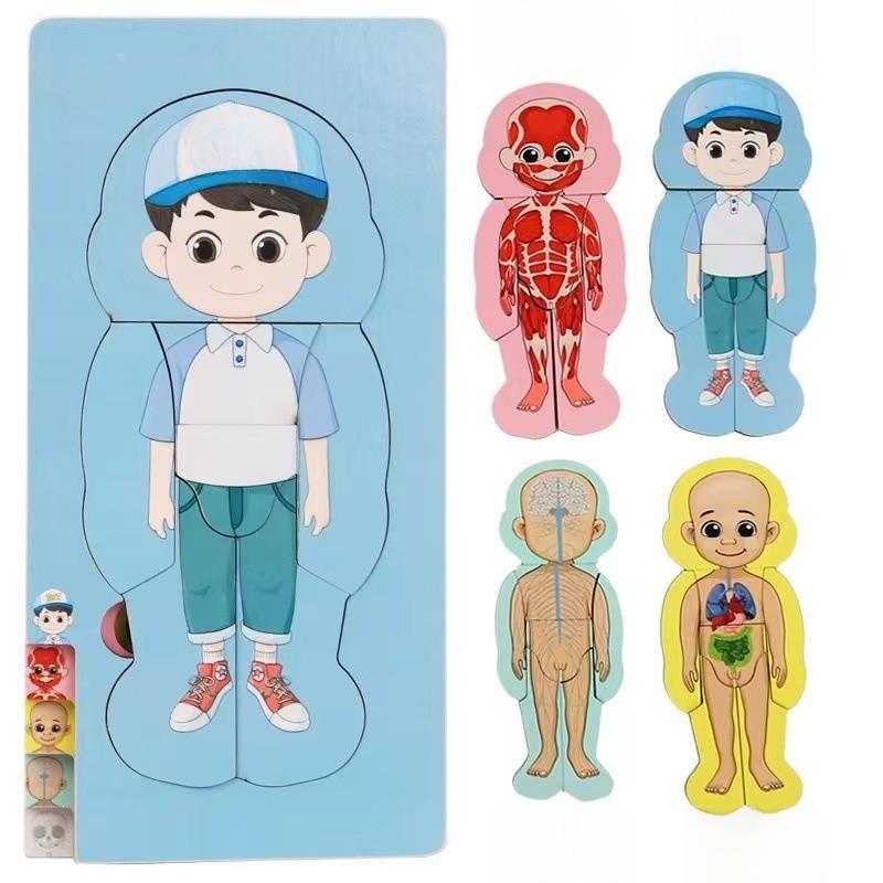 Children 3d Wooden Body Parts Puzzle Toy Anatomy Recognition Brain Development