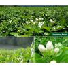 Organic Jasmine Green Tea 250g Loose Leaf Flower Scented Chinese Tea Free Shipping