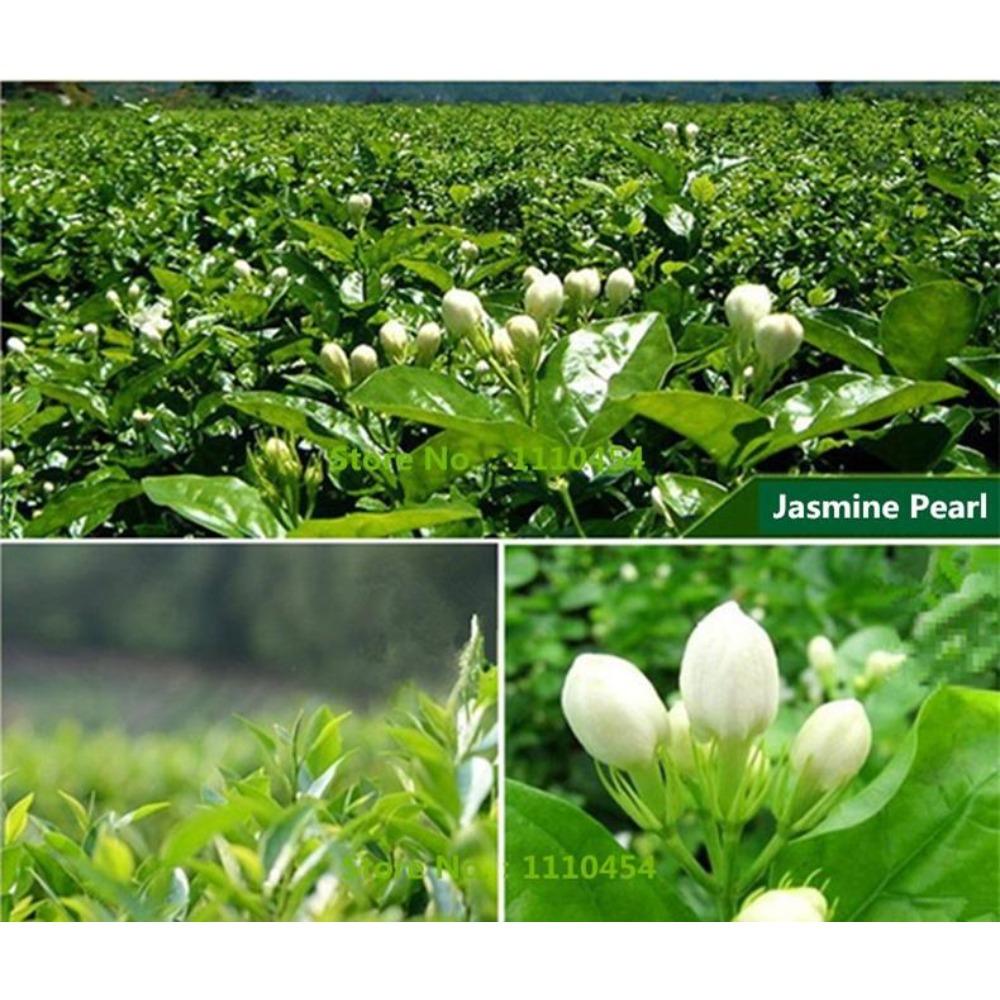 Organic Jasmine Green Tea 250g Loose Leaf Flower Scented Chinese Tea Free Shipping