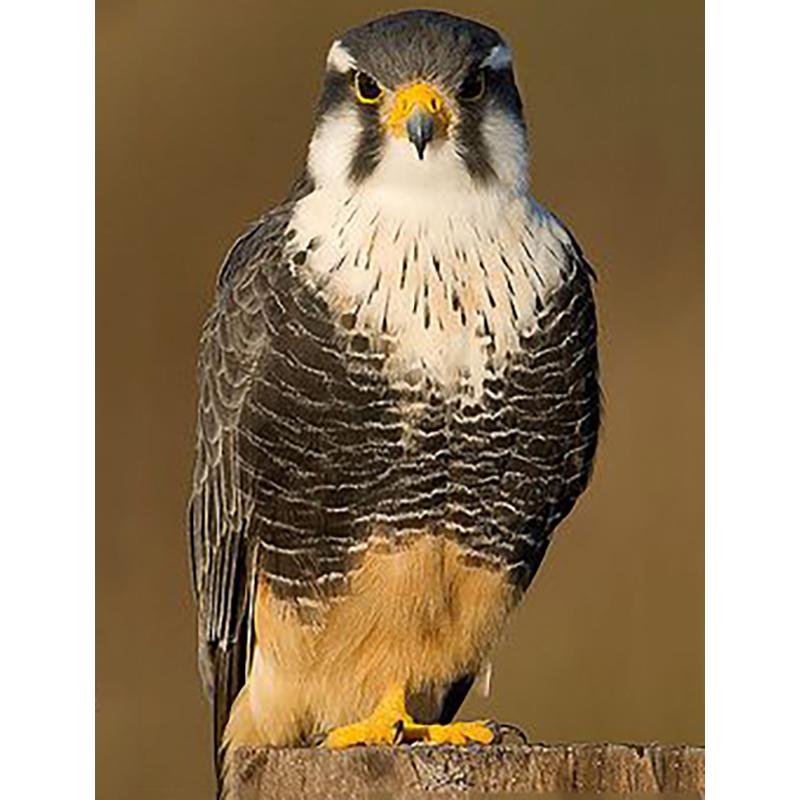 DIY 5d Diamond Embroidery Full Round Drill Eagle Diamond Painting Cross Stitch Mosaic Kits Wall Art Animal Home Decor Gift