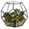 Dropshipping Terrário Geométrico de Vidro Pentagono Vaso Latão Regular para Casa Jardim Suculenta Samambaia Musgo Plantas Aéreas