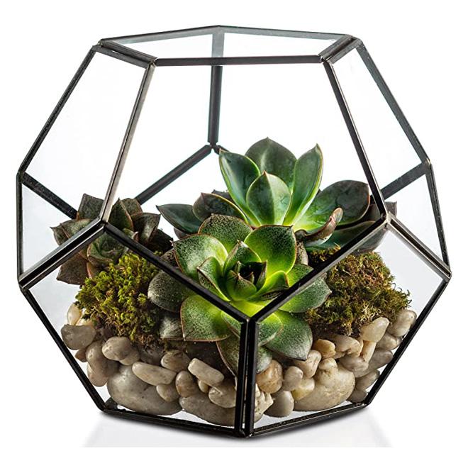 Cylinder Glass Terrarium Eco-Friendly Miniature Fairy Garden Container Air Plant Holder for Home Tabletop Decor Gift