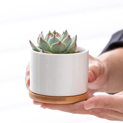 Planter Pot and Drainage Hole, Ceramic Planter Pot Tray,Table Potted