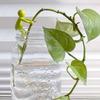 Plant Stand Hydroponic Plants Pothos Ivy Lucky Bamboo Succulents Cartoon Holder with Clamp Design Indoor Garden Decor