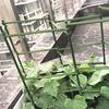 10Pcs Plant Trellis Connectors Flexible Sturdy Rust-Proof Plastic Connecting Rod Support Expandable Garden Vegetables Tomato Cage Stake Arm