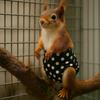 Adjustable Squirrel Diapers Absorbent Squirrel Underwear Soft Small Pet Diapers  Potty Training