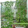 Fruit Vegetable Flower Vine Plants Climbing Net Garden Cucumber Plaid Netting
