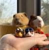 Guinea Pig With Sunglasses  Cute Small Anime Action Figurine Model Toys Kawai Desktop Decoration Collectible Present