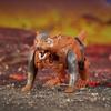 Transformers Legacy United Core Class Beast Wars II Universe Tasmanian Transforming Action Figure Kid, 3.5-Inch 8+