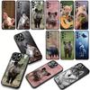 Schwein Wildschwein Wolf Handyhülle Case für Samsung Galaxy S25 S24 S22 S23 FE Ultra Plus A56 A05 A06 A15 A16 A55 S7 Edge Hülle