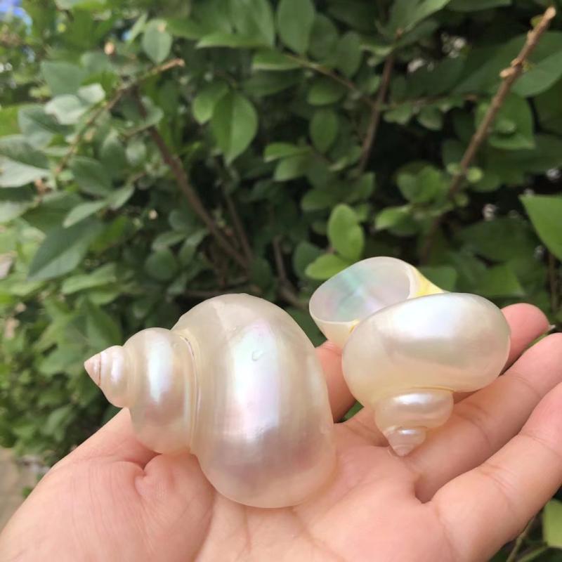 Eremitkräfta Ersättning & Snäcka Naturliga Snäckskal för Akvariumdekor