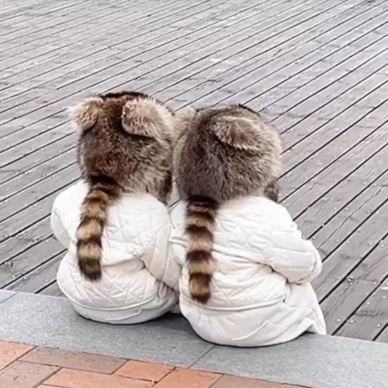 Chapeau d'hiver pour enfants adultes Forme raton laveur Fausse fourrure Isolation thermique Coupe-vent