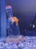 1pc-Fish hiding place in water, shrimp decoration, underwater aquarium cave decoration, home office, fish tank landscaping