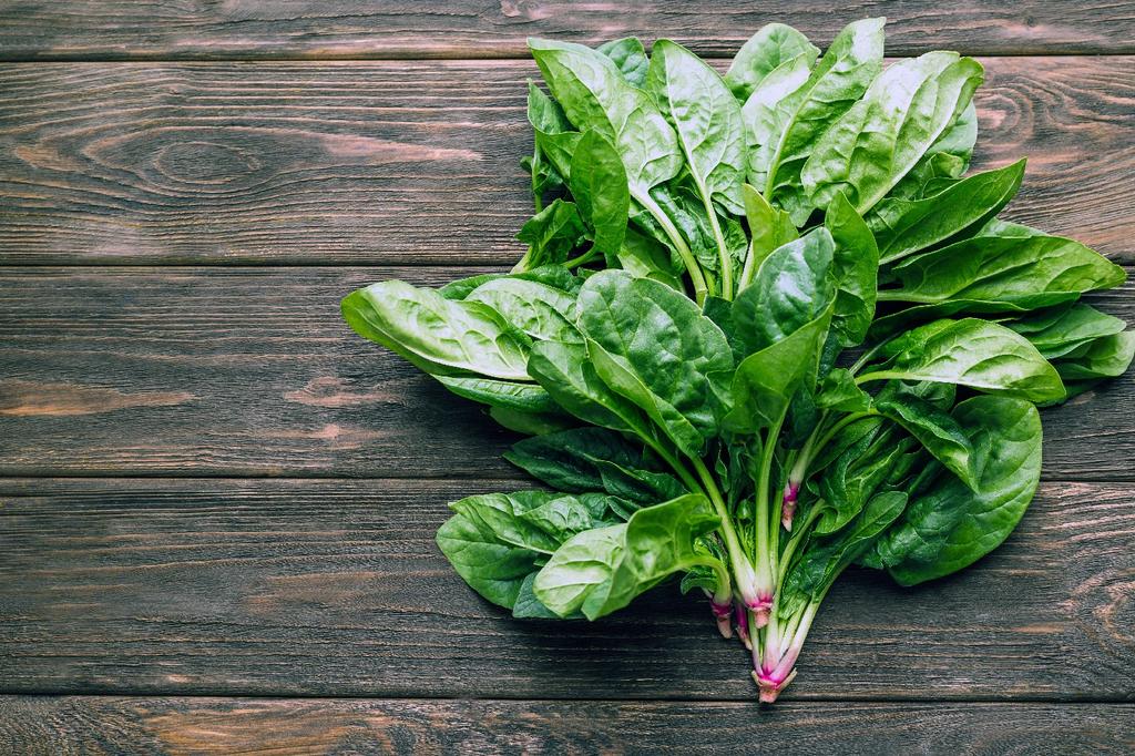 SAFLAX Garden In the Bag - Organic - Spinach - Giant Winter - 250 Seeds - With Substrate In a Fitting Stand Up Bag - Spinacia Oleracea