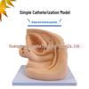 Human Catheterization Model: Female Genitalia, Male Urinary & Reproductive Systems