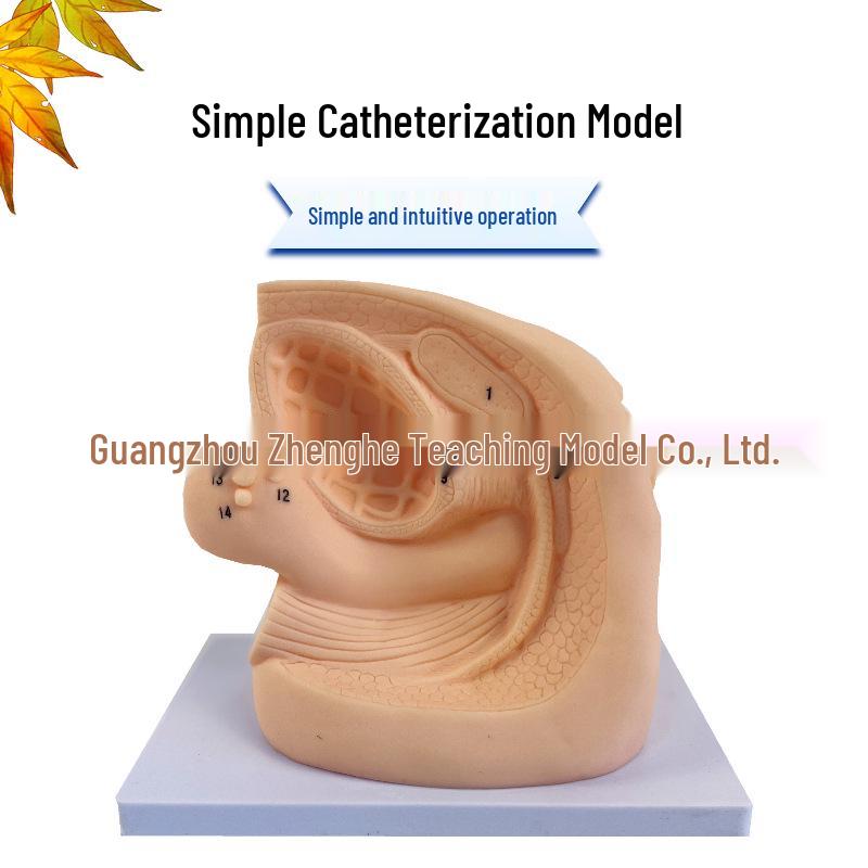 Human Catheterization Model: Female Genitalia, Male Urinary & Reproductive Systems
