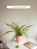Artificial Green Plants for Indoor Decor – Potted Ornaments for Living Room or Coffee Table