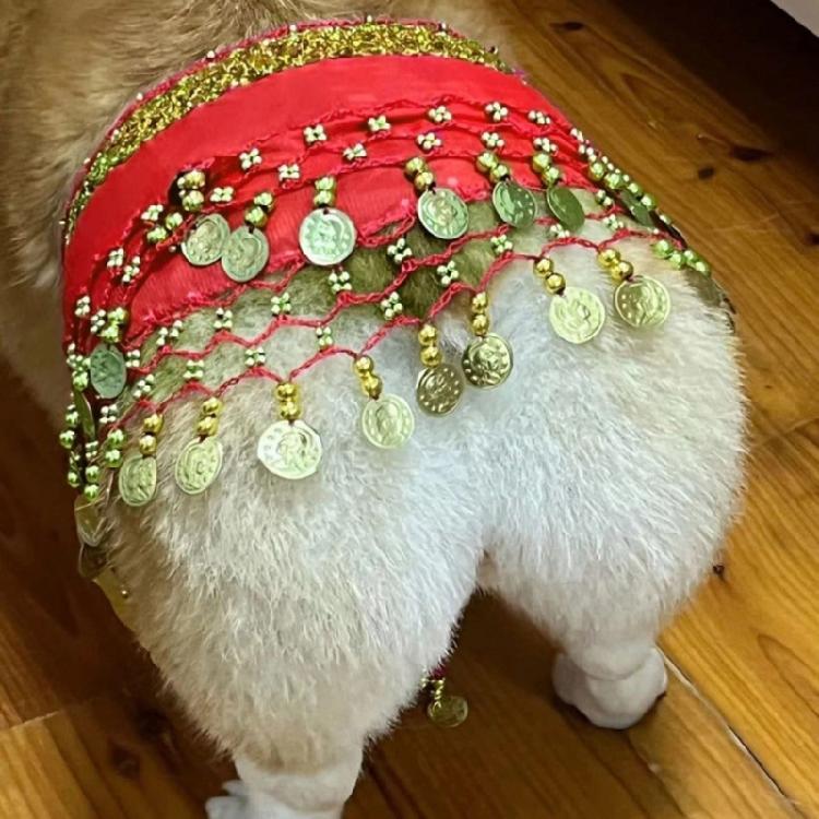 Glittering Corgy Party Belly Dance Skirt Sparkling Sequined Belly Dancing Costume Adjustable Belly Dance Dog Costume