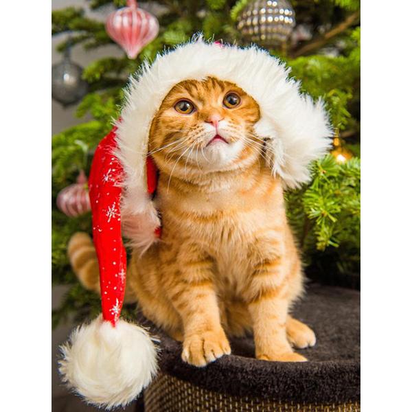 

5D алмазная живопись животное кошка Алмазная вышивка Рождественский кот вышивка крестиком горный хрусталь картина мозаика набор Рождественский домашний декор Full Round 20x30CM