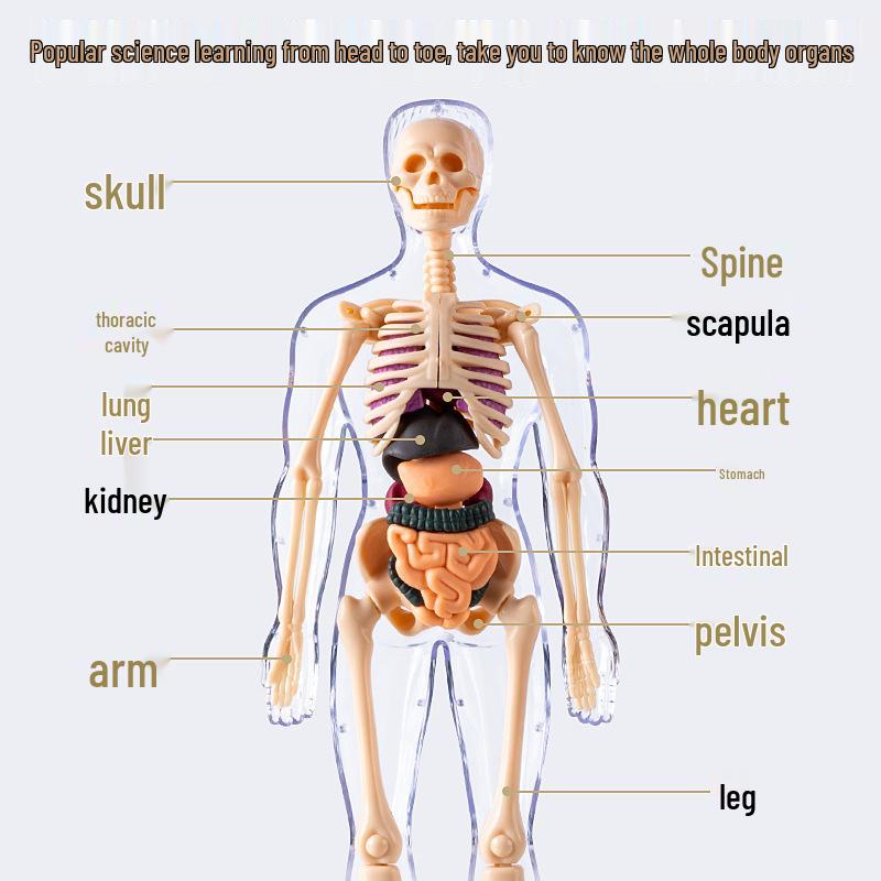 Children's 3D Human Body Skeleton & Organ Anatomy Educational Model 