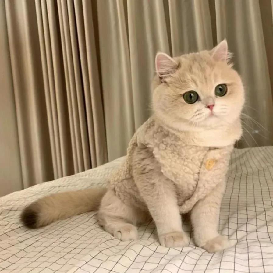 Cat Clothes Gold Gradient Autumn and Winter Warm Vest Pet Plush Clothing Puppy Dog Winter Clothes Cotton Clothing Pet Supplies S(0.5-1.5KG)