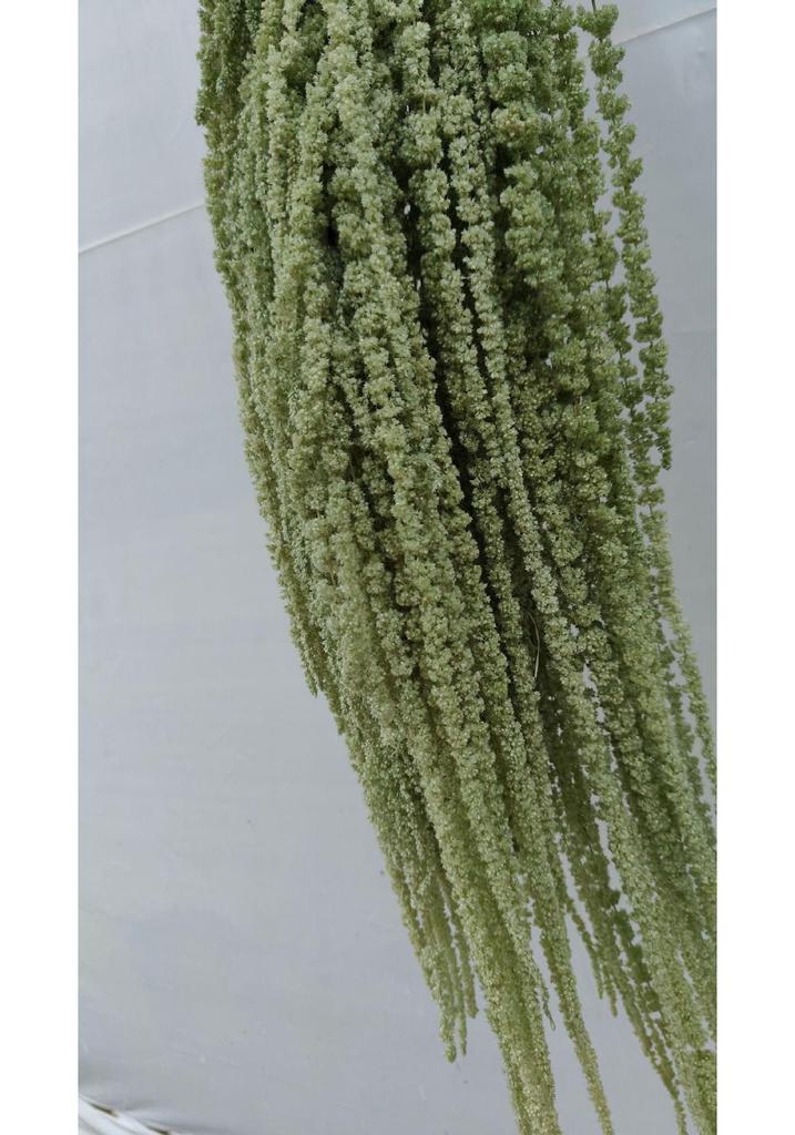 Hanging Rice Dried Preserved Flowers Wedding Decor 'Lover's Tears'